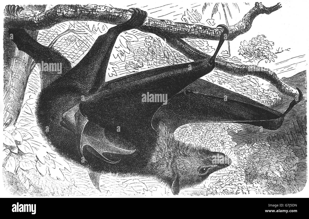 Large flying fox, Pteropus vampyrus, kalang, kalong, Pteropodidae, illustration from book dated 1904 Stock Photo