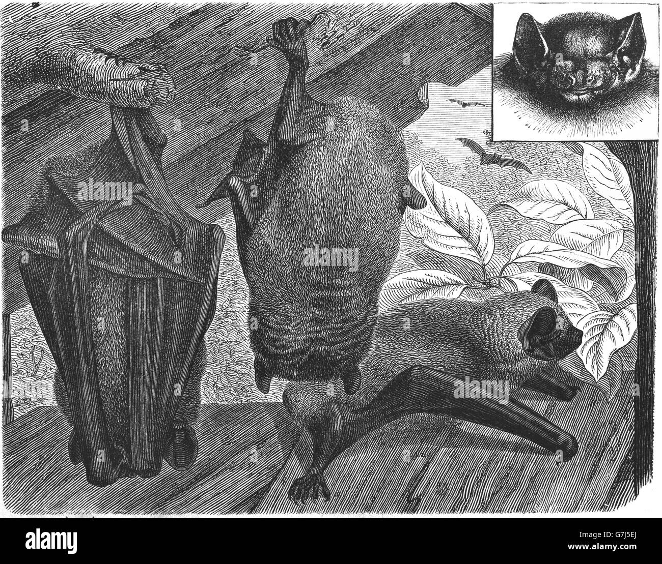 Northern bat, Eptesicus nilssonii, Chiroptera, Vespertilionidae, illustration from book dated 1904 Stock Photo