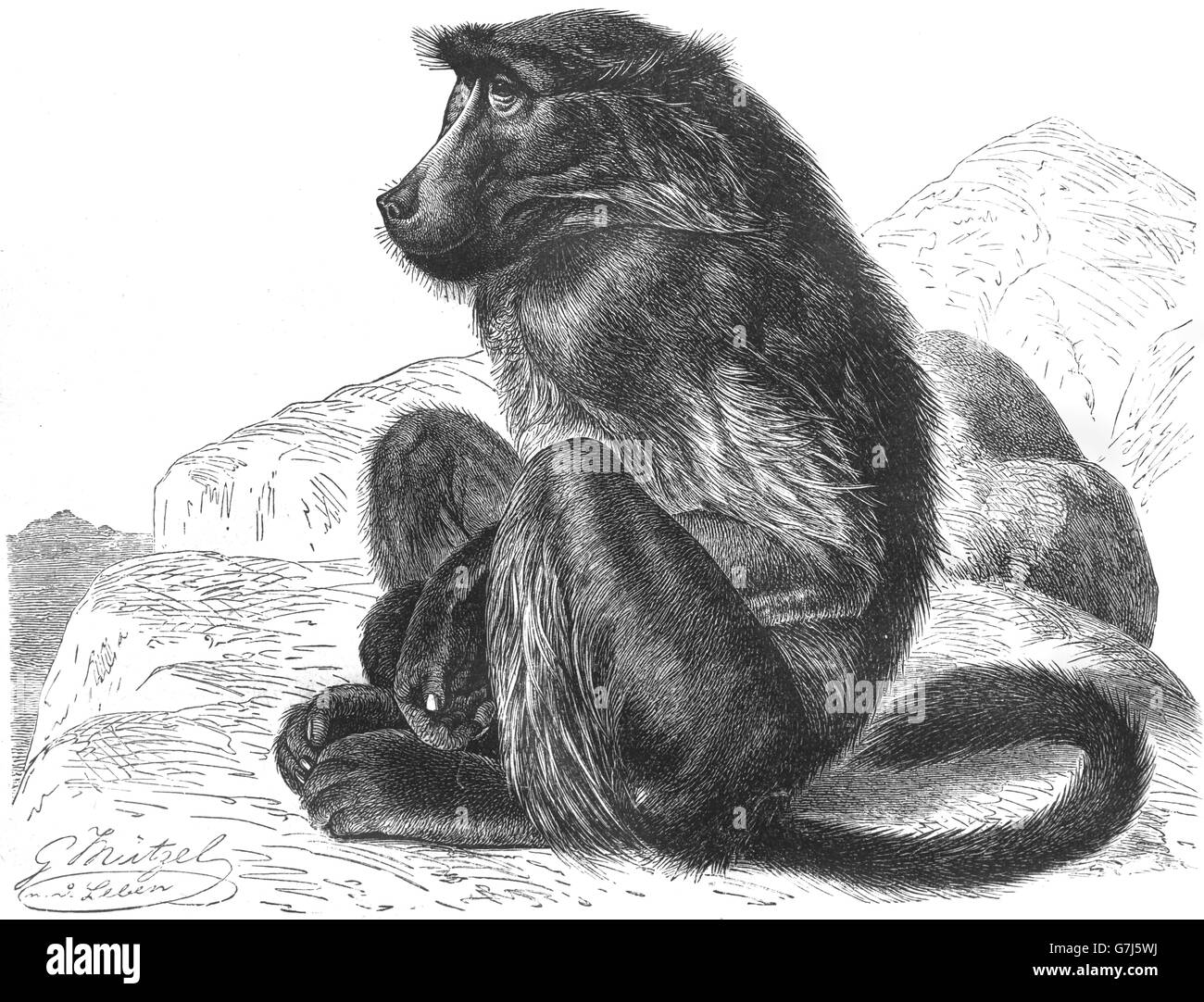 Chacma baboon, Papio ursinus, Cape baboon, Old World monkey, Cercopithecidae, illustration from book dated 1904 Stock Photo