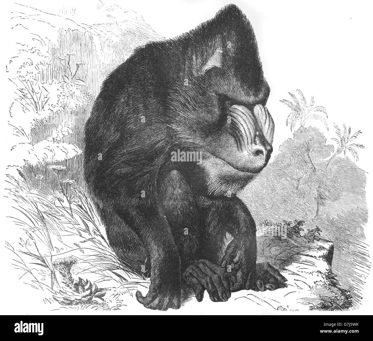 Mandrill, Mandrillus sphinx, Old World monkey, Cercopithecidae, illustration from book dated 1904 Stock Photo