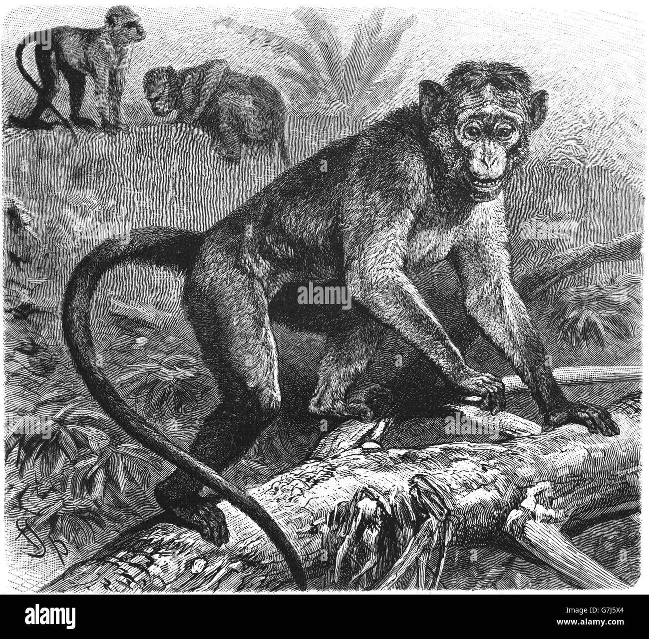 Toque macaque, Macaca sinica, Old World monkey, Cercopithecidae, illustration from book dated 1904 Stock Photo