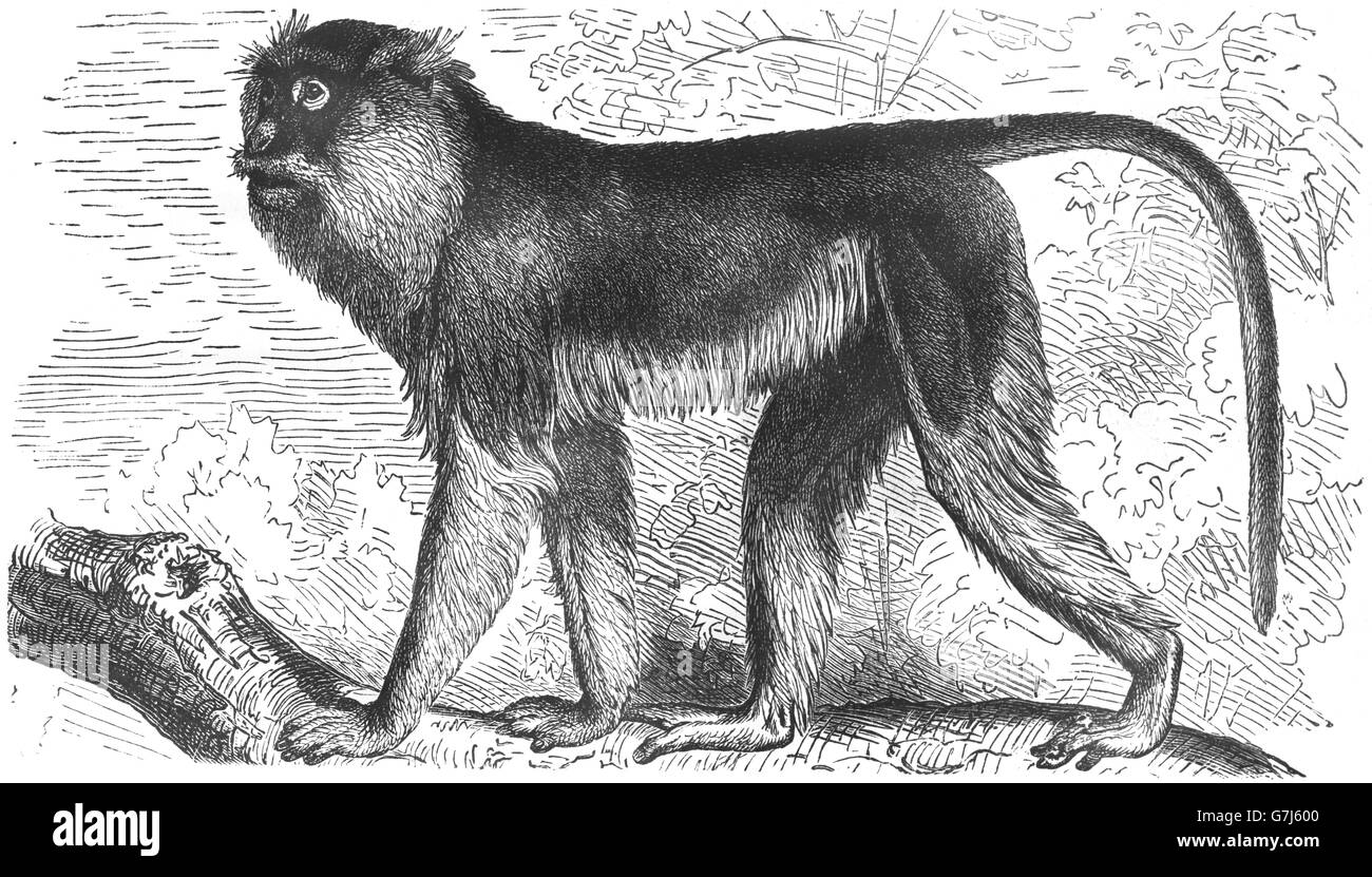 Patas monkey, Erythrocebus patas, wadi monkey, hussar monkey, Old World monkey, Cercopithecidae, illustration from book dated 19 Stock Photo