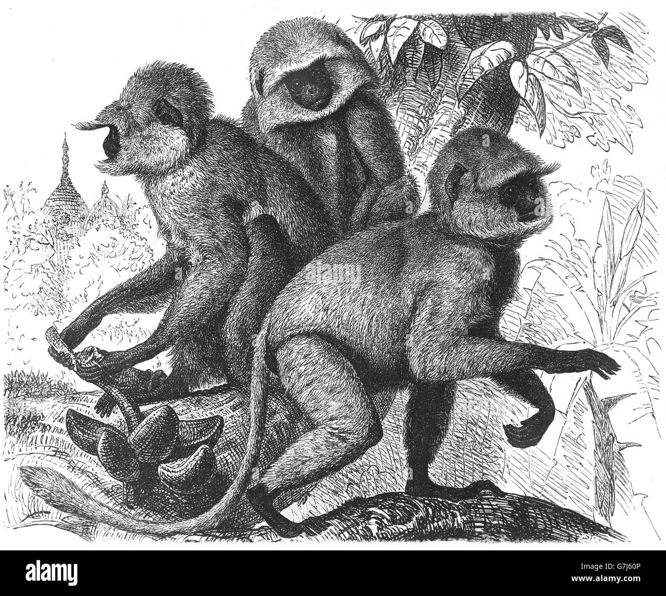 Northern plains gray langur, Semnopithecus entellus, Old World monkey, Cercopithecidae, illustration from book dated 1904 Stock Photo