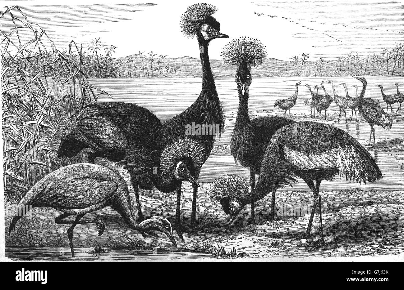 Demoiselle crane, Anthropoides virgo, black crowned crane, Balearica pavonina, illustration from book dated 1904 Stock Photo