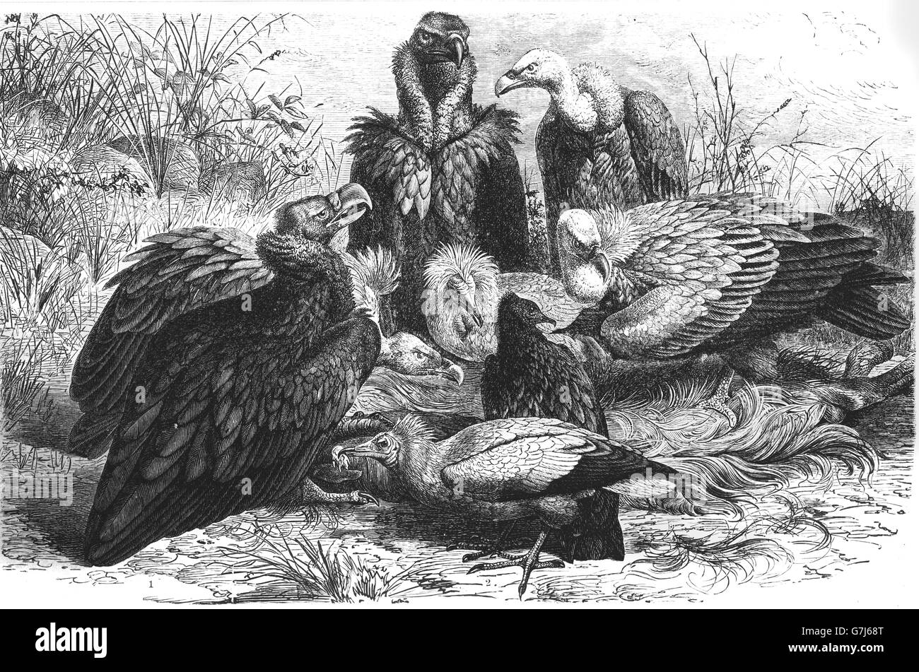 Cinereous vulture, Egyptian vulture, griffon vulture, illustration from