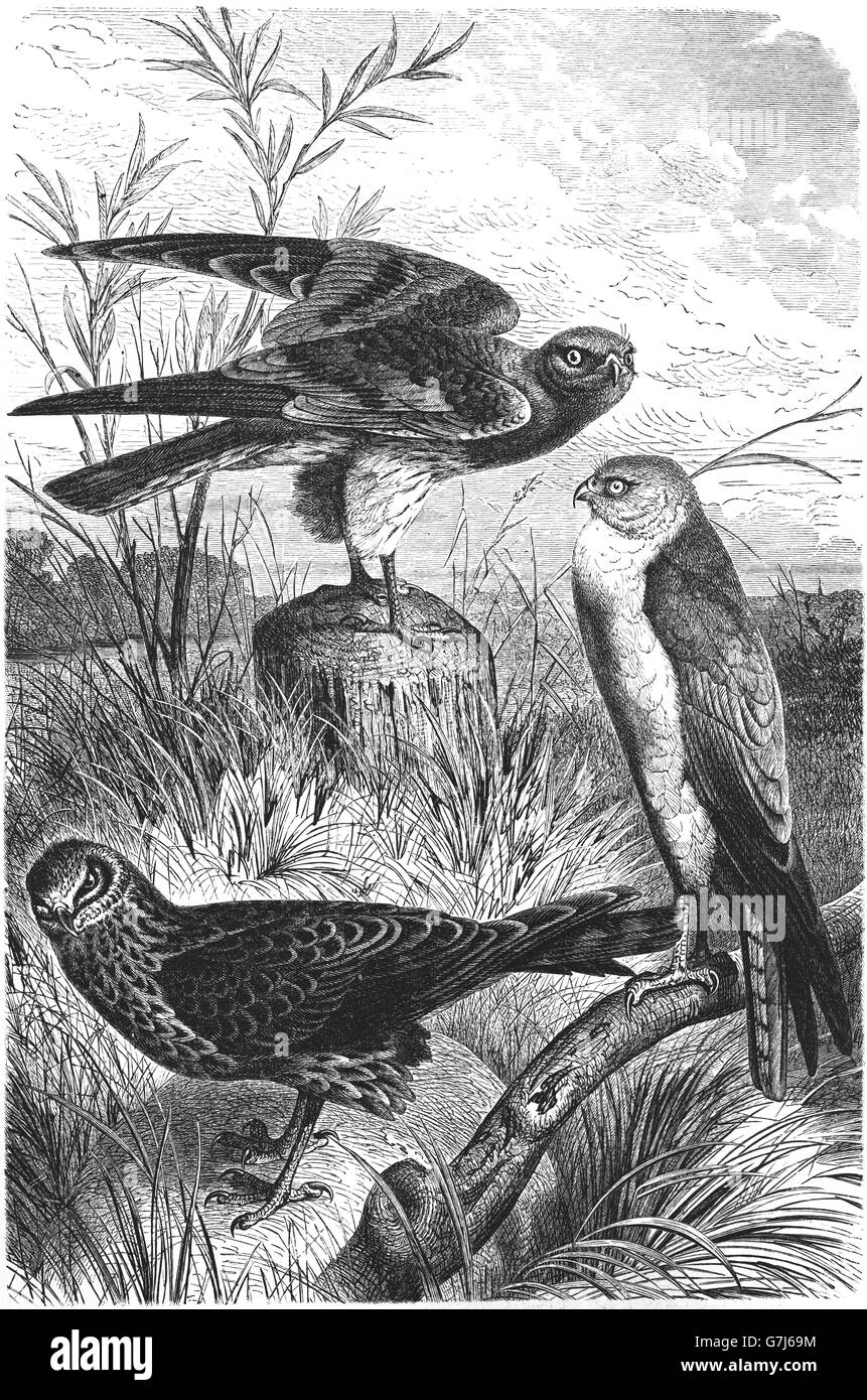 Hen harrier, Circus cyaneus, Montagu's harrier, Circus pygargus, pale