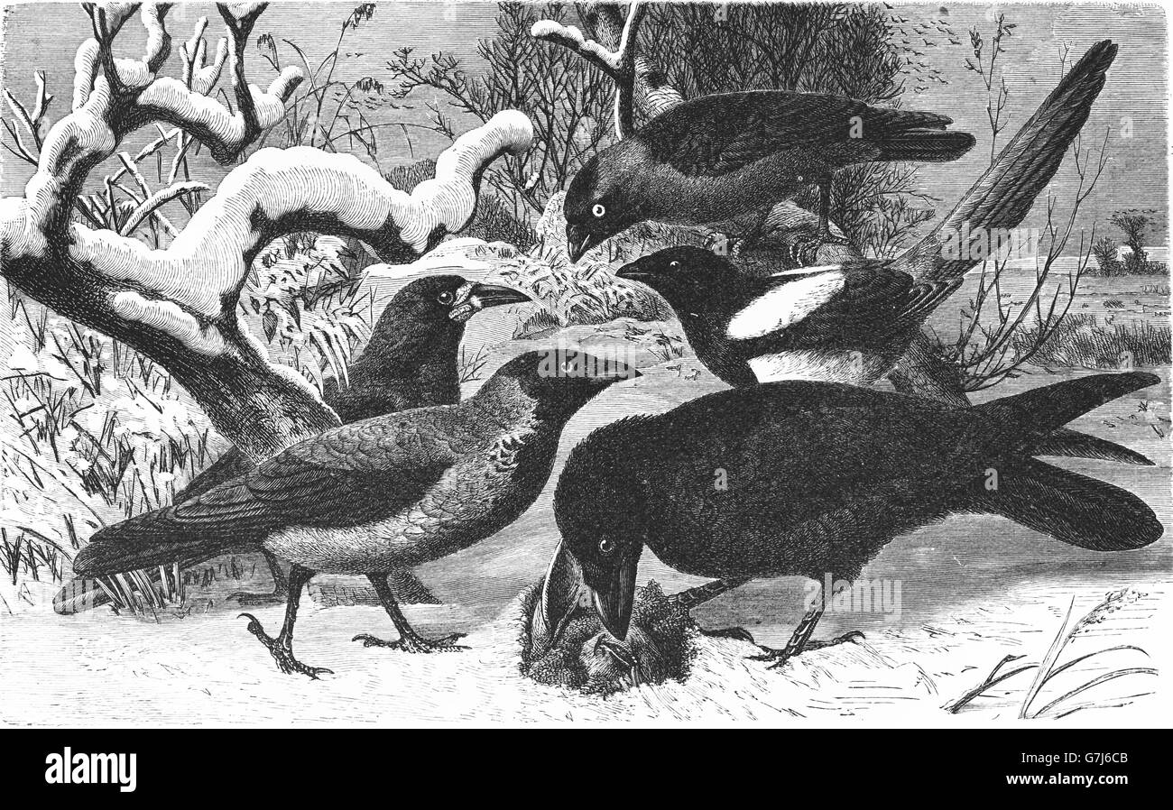 Corvus monedula illustration hi-res stock photography and images - Alamy