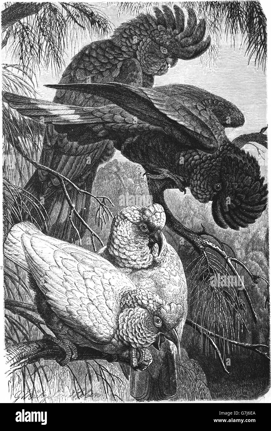 Red-tailed black cockatoo, Calyptorhynchus banksii, long-billed corella, Cacatua tenuirostris, illustration from book dated 1904 Stock Photo