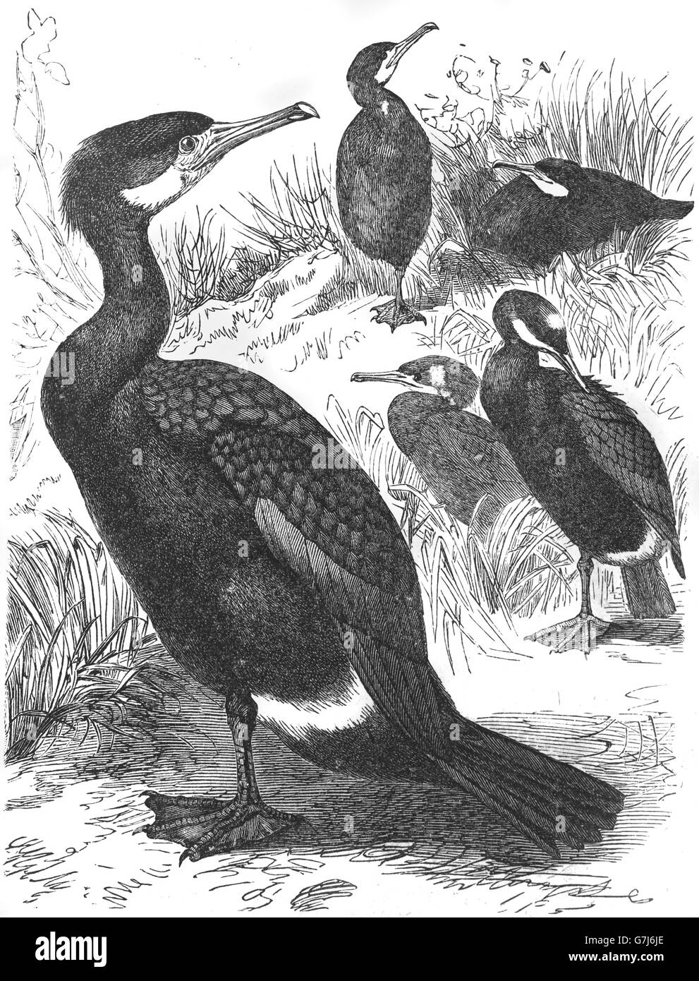 Great cormorant, Phalacrocorax carbo, illustration from book dated 1904 Stock Photo