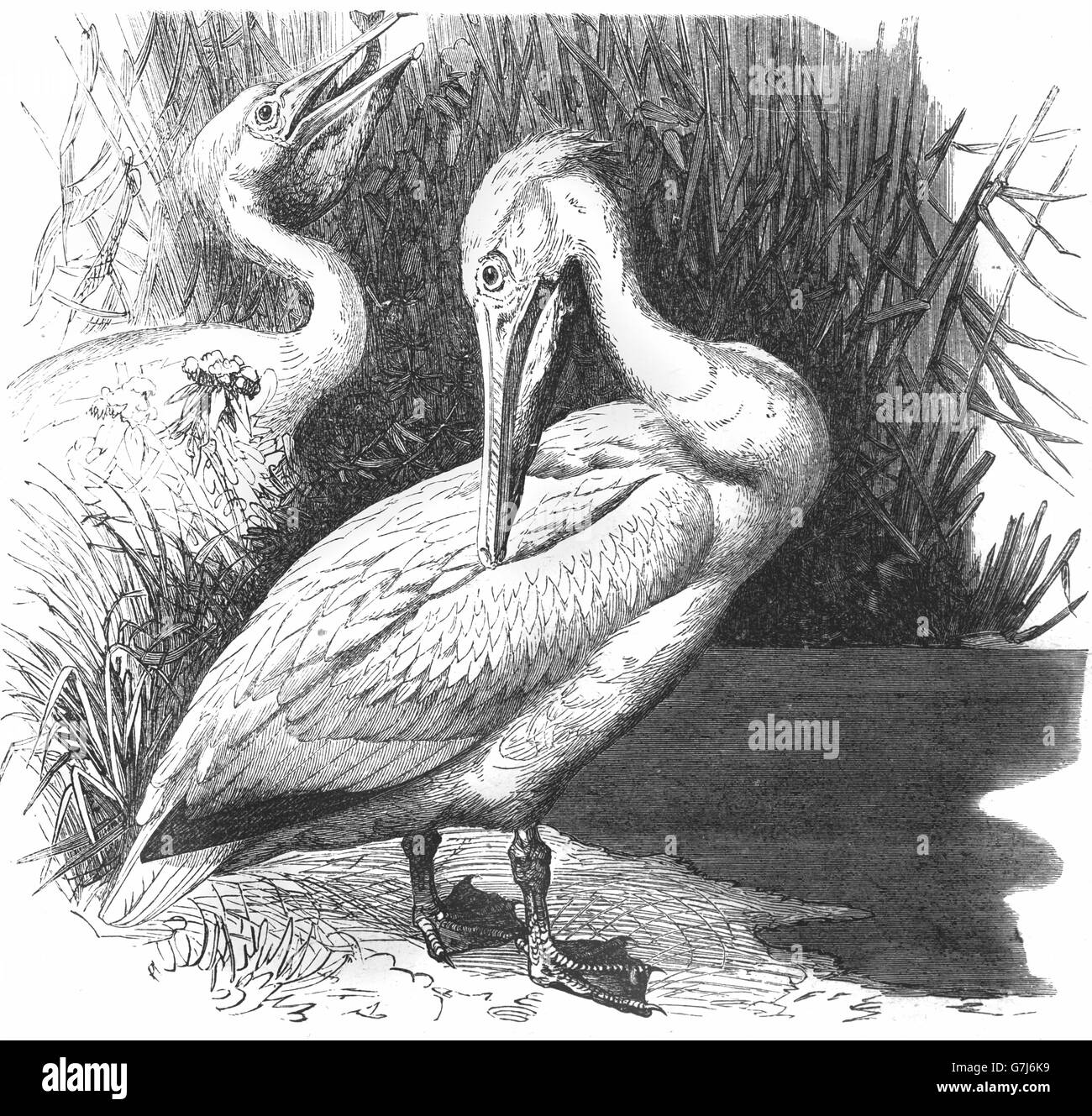 Great white pelican, Pelecanus onocrotalus, rosy pelican, Pelecanidae, illustration from book dated 1904 Stock Photo