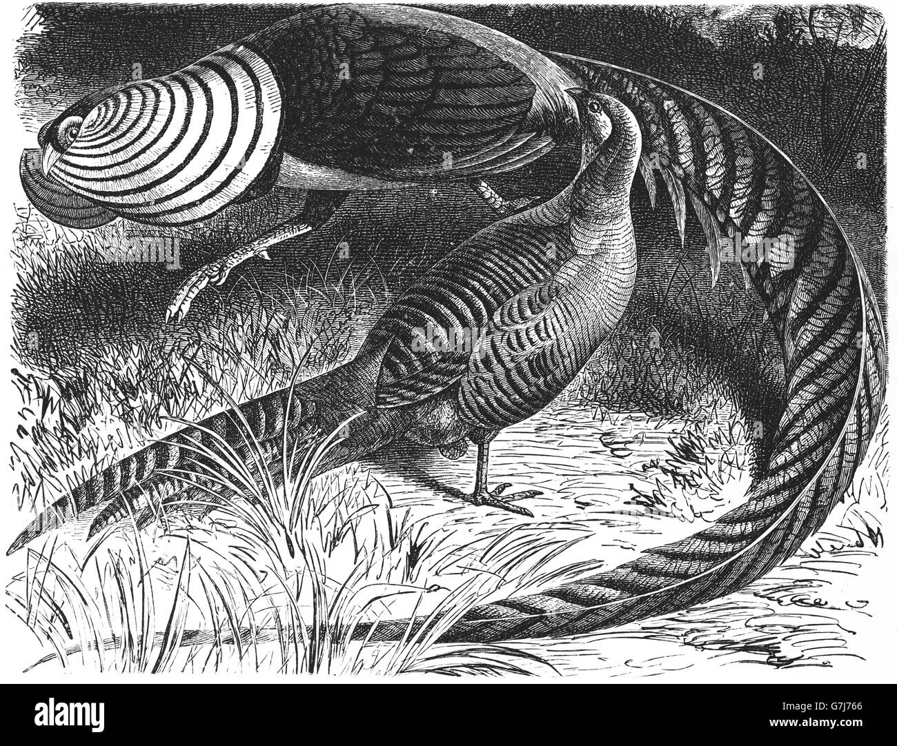 Lady Amherst's pheasant, Chrysolophus amherstiae, illustration from book dated 1904 Stock Photo