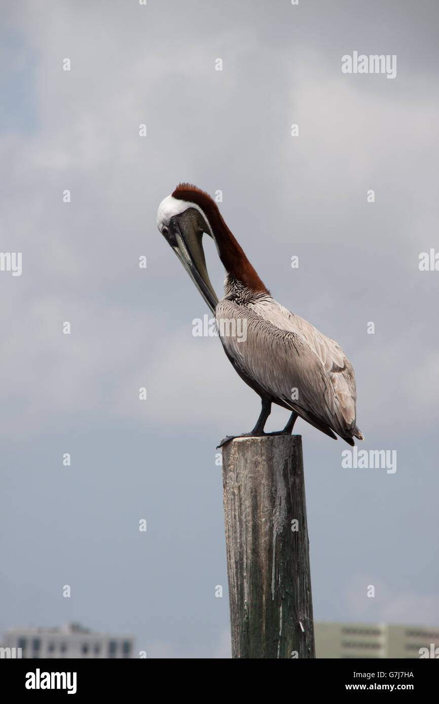 brown pelican standing on post Stock Photo Alamy