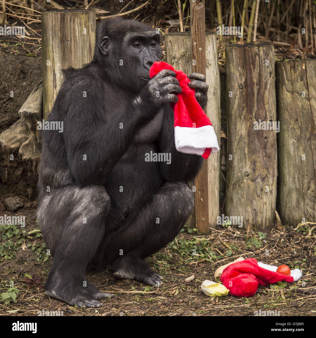 KOTORI GORILLA L/S Xmas ver. XL 新品 KOTORI GORILLA L/S Xmas ver. XL New