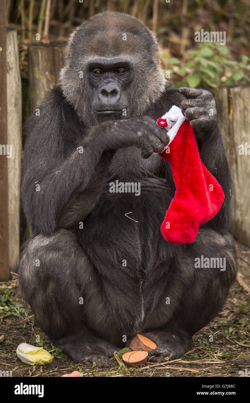 KOTORI GORILLA L/S Xmas ver. XL 新品 KOTORI GORILLA L/S Xmas ver. XL New