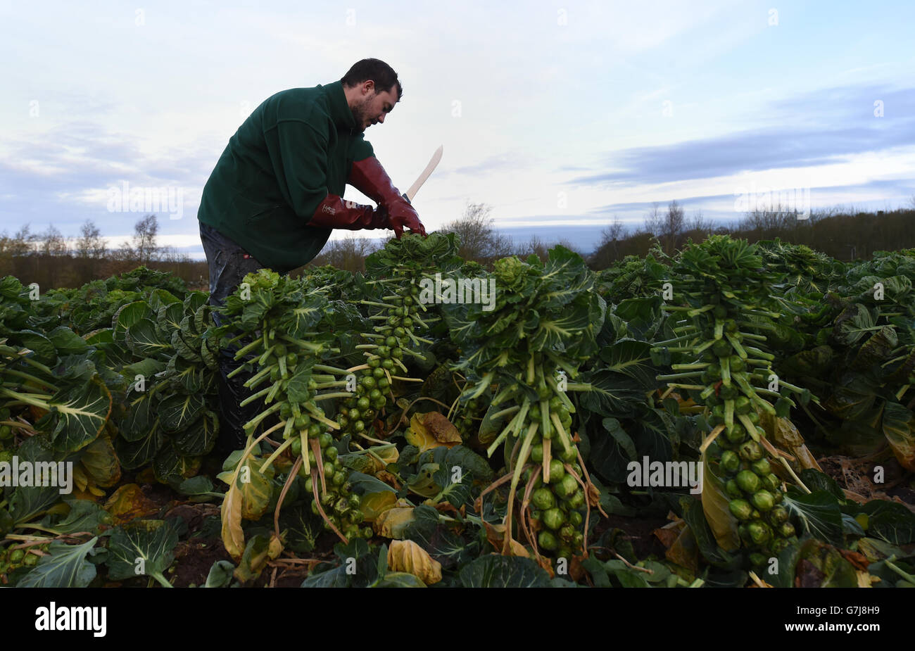 Luke Bailey harvests Brussels Sprouts at Essington Fruit Farm in Wolverhampton for the Christmas market. Stock Photo