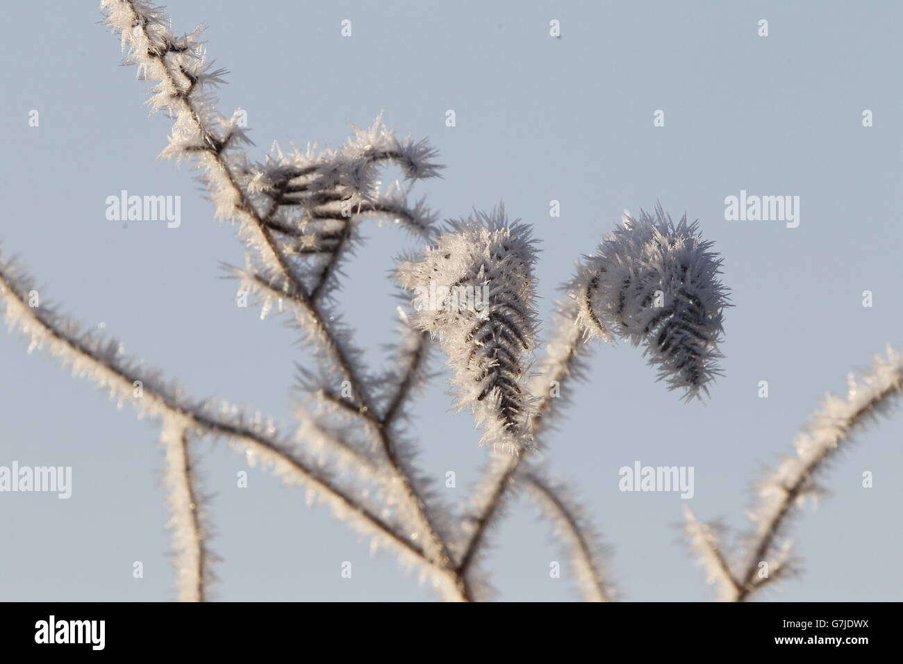 Hoar frost on a plant in Bushy Park, south west London, where temperatures nearby dipped below -4C. Stock Photo