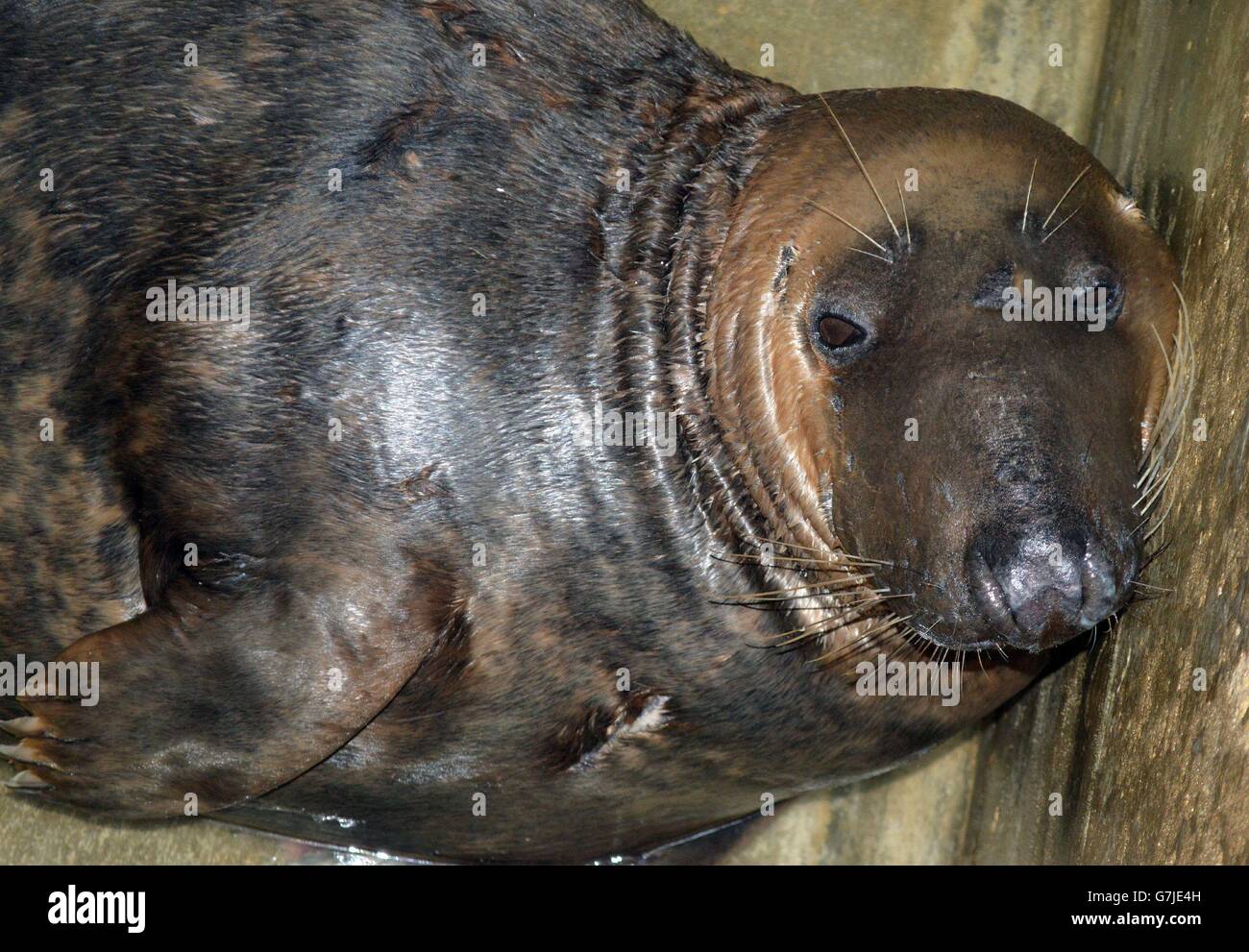 Dumbledore, the seal that was found stranded in a field in Newton-le-Willows, Merseyside, at least 20 miles (32km) from the sea on December 22, has now eaten his first meal since being rescued. Stock Photo