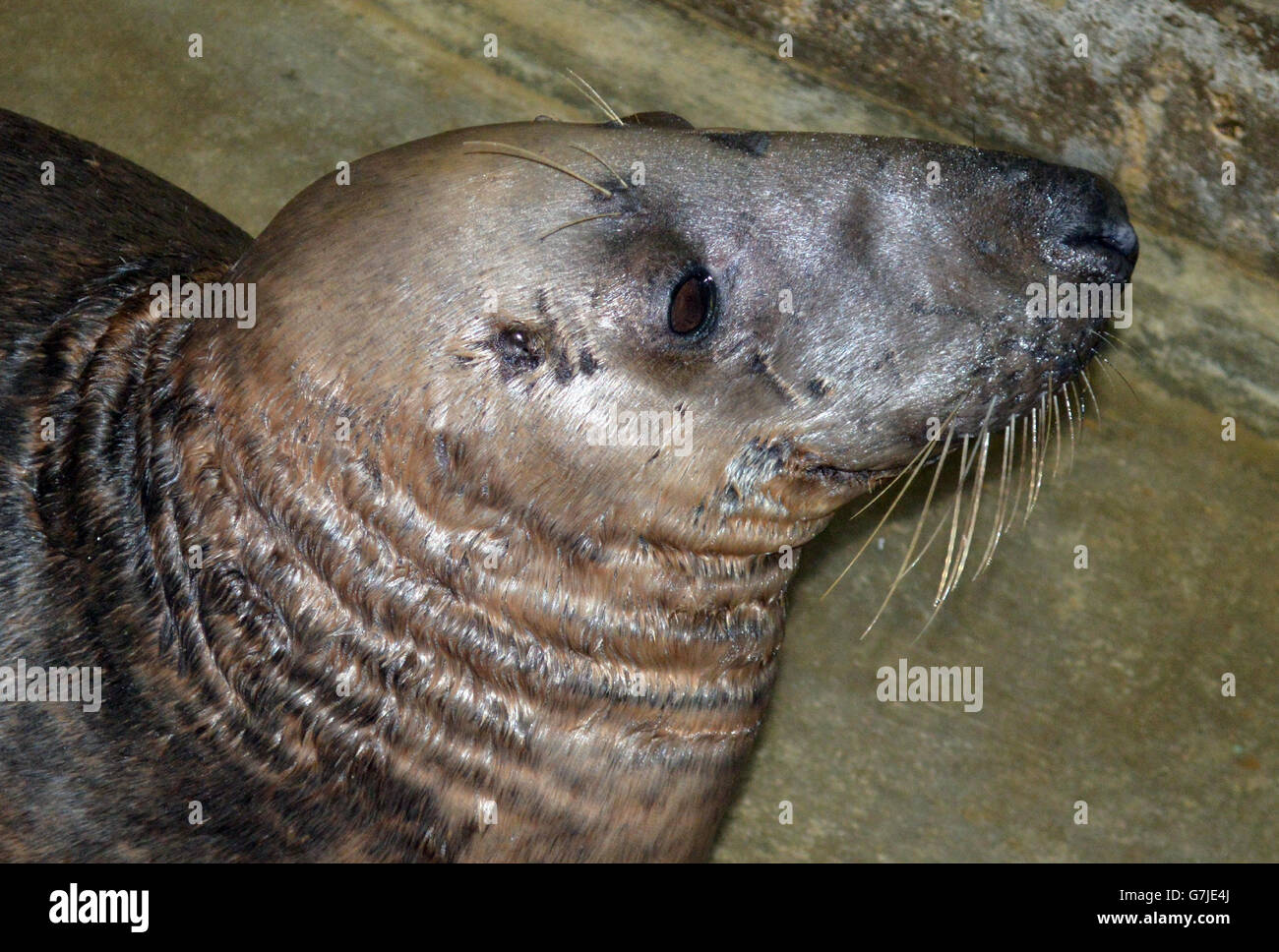 Dumbledore, the seal that was found stranded in a field in Newton-le-Willows, Merseyside, at least 20 miles (32km) from the sea on December 22, has now eaten his first meal since being rescued. Stock Photo