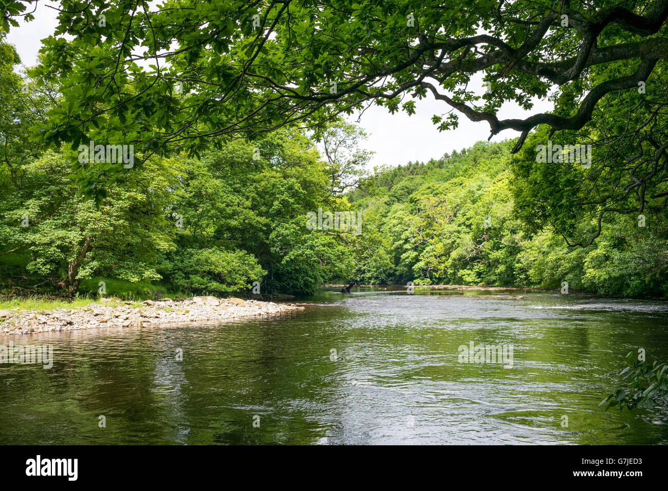 The tree-lined middle reaches of the River Tees, Barnard Castle, County Durham, England, UK Stock Photo