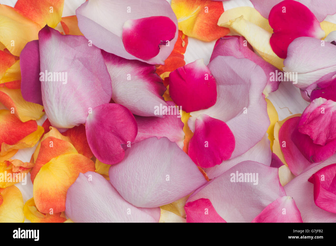 Real Rose Petals Pink Red White Stock Photo 2617796