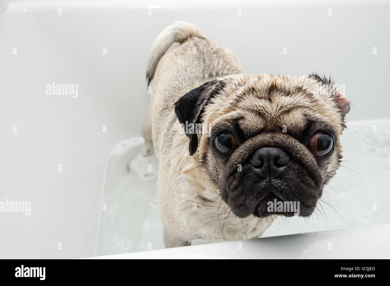 Washing a dog in a tub hires stock photography and images Alamy