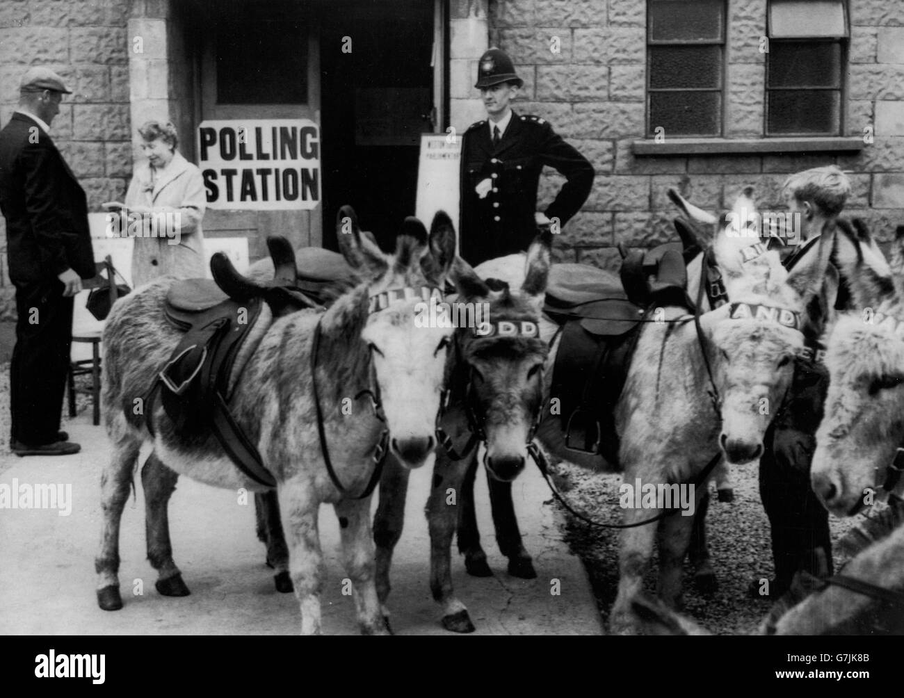 Roland Hill decided to vote in the Parliamentary by-election at Weston-super-Mare while on the way to his donkey-ride pitch on the beach. He parked his donkeys and visited the Sunnyside Methodist Hall to record his vote. *Scanned low-res from print, high-res available on request* Stock Photo