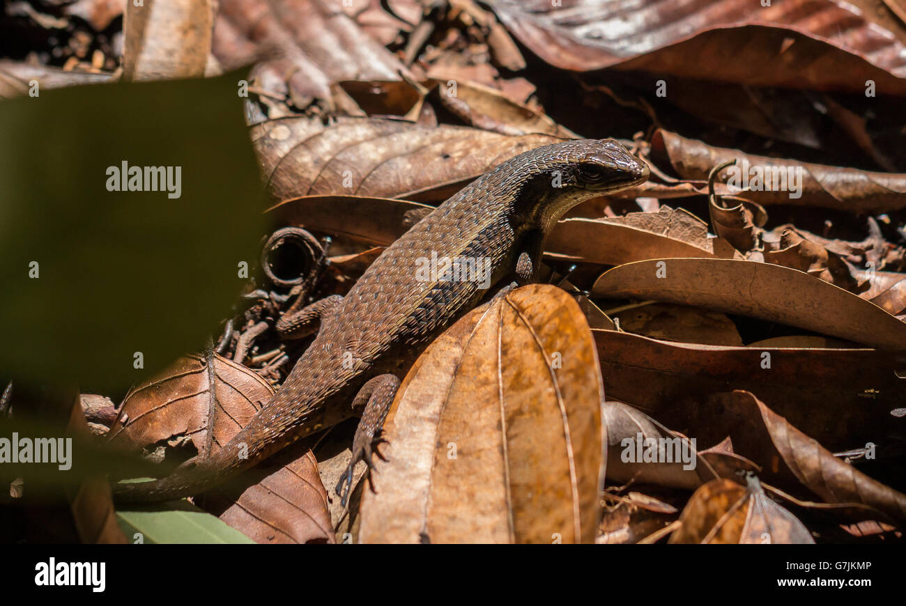 lizard litter