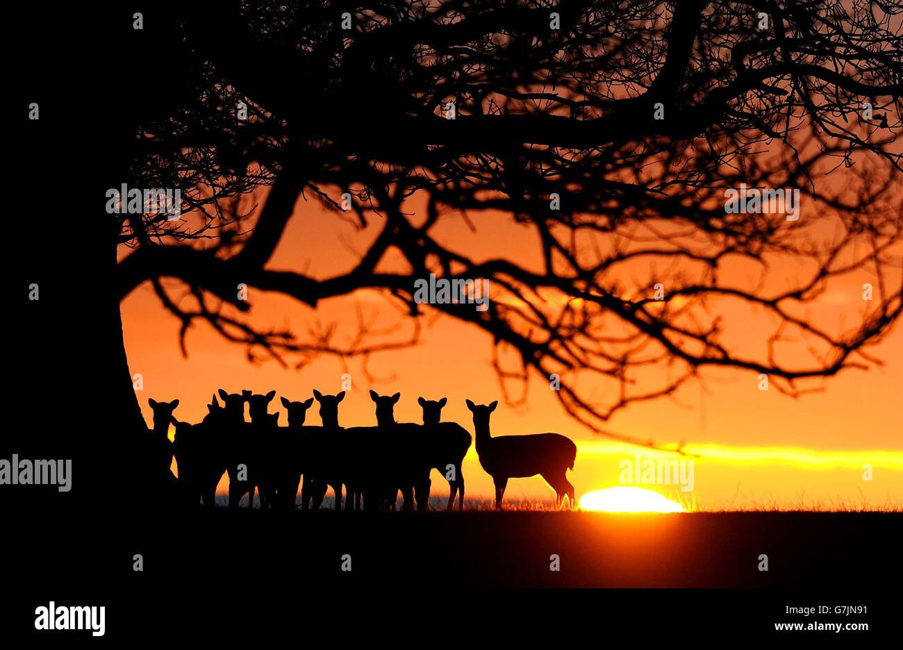 A herd of deer at Raby Castle near Staindrop in County Durham, during sunrise following one of the coldest nights of the year. Stock Photo