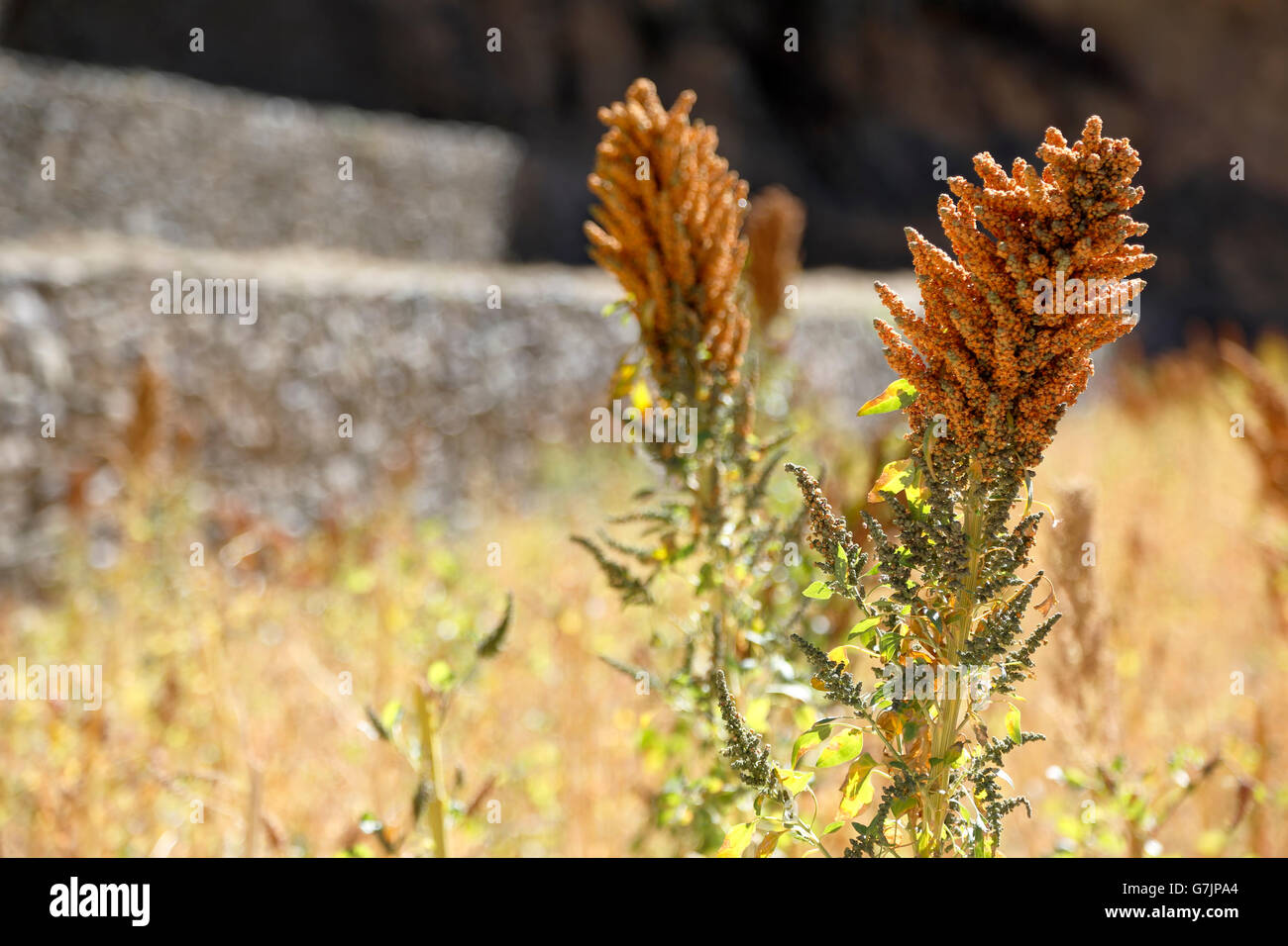 Quinoa stalks on agricultural terraces, Ollantaytambo Ruins, Ollantaytambo, Cusco, Peru Stock Photo