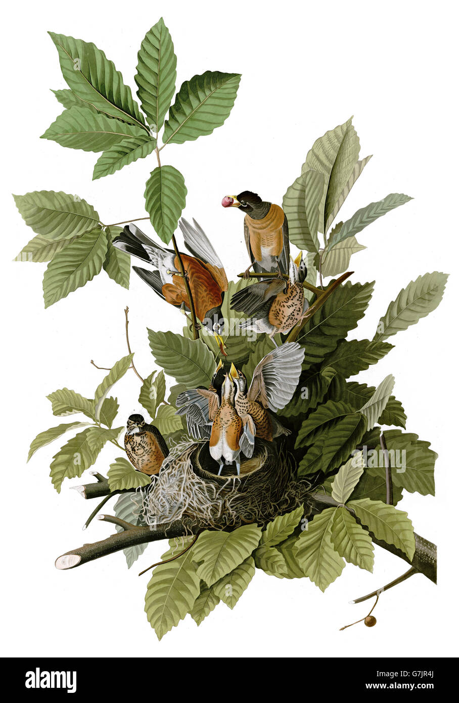 American Robin, Turdus migratorius, birds, 1827 - 1838 Stock Photo