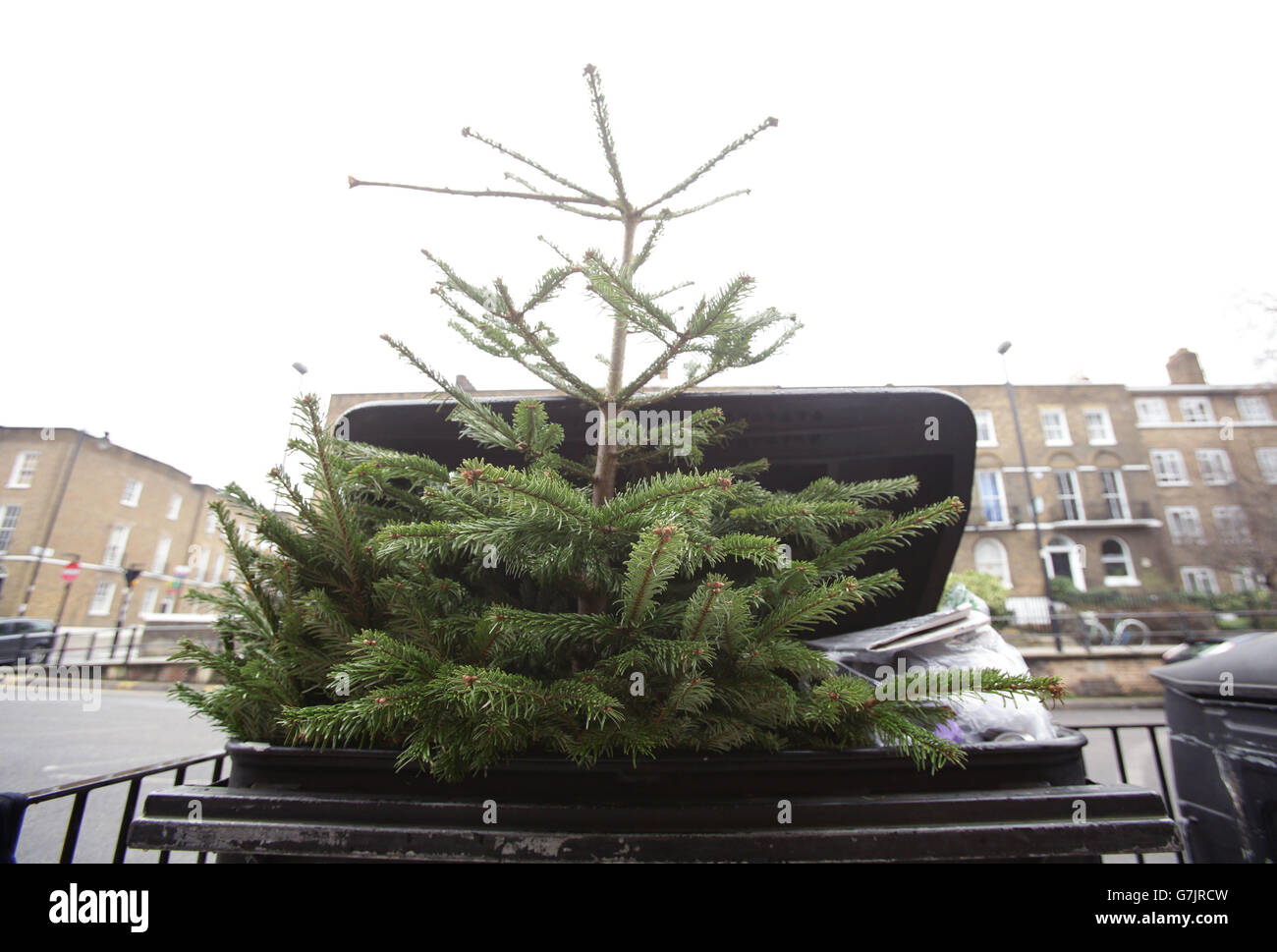 A Christmas tree is dumped in a household recycling bin in a street in