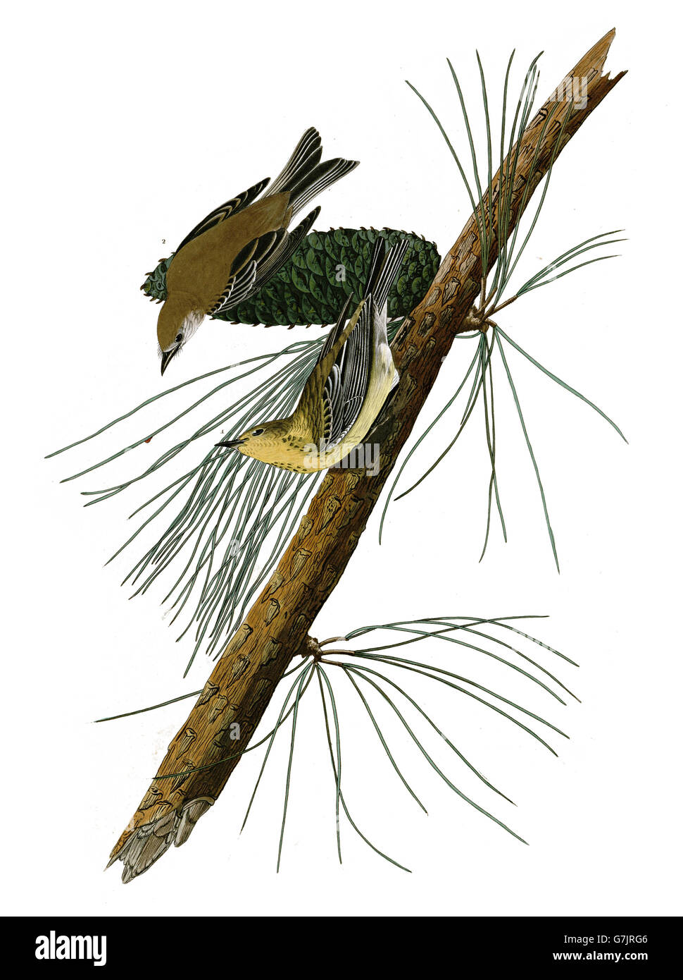 Pine Warbler, Dendroica pinus, birds, 1827 - 1838 Stock Photo