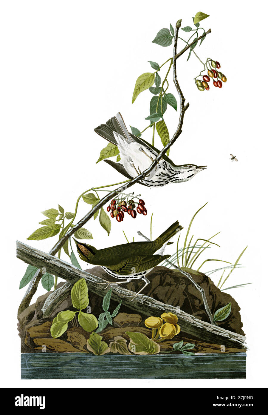 Ovenbird, Seiurus aurocapillus, birds, 1827 - 1838 Stock Photo