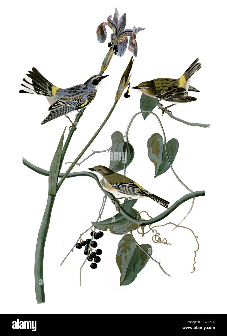 Yellow-rumped Warbler, Drendroica coronata, birds, 1827 - 1838 Stock Photo