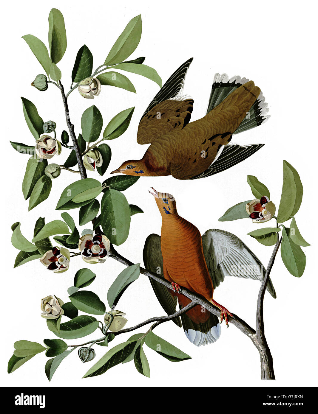 Zenaida aurita zenaida dove hi-res stock photography and images - Alamy