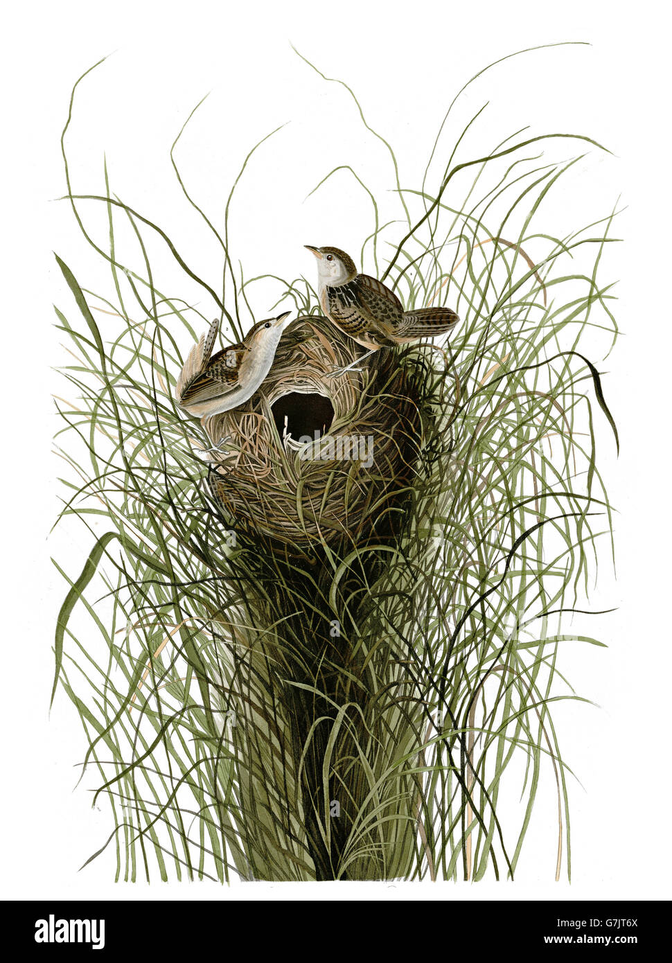 Sedge Wren, Cistothorus platentis, birds, 1827 - 1838 Stock Photo