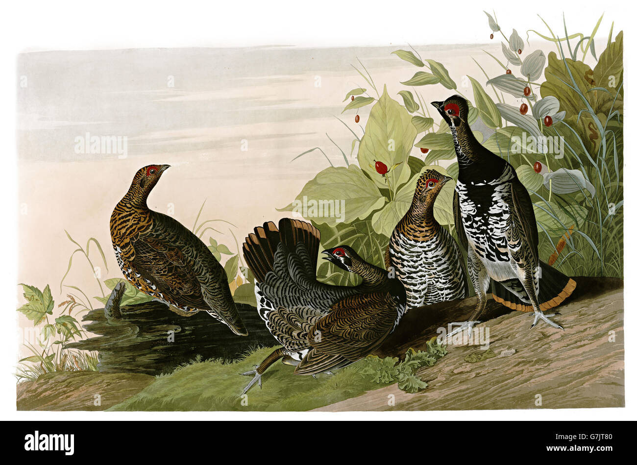 Spruce Grouse, Dendragapus canadensis, birds, 1827 - 1838 Stock Photo
