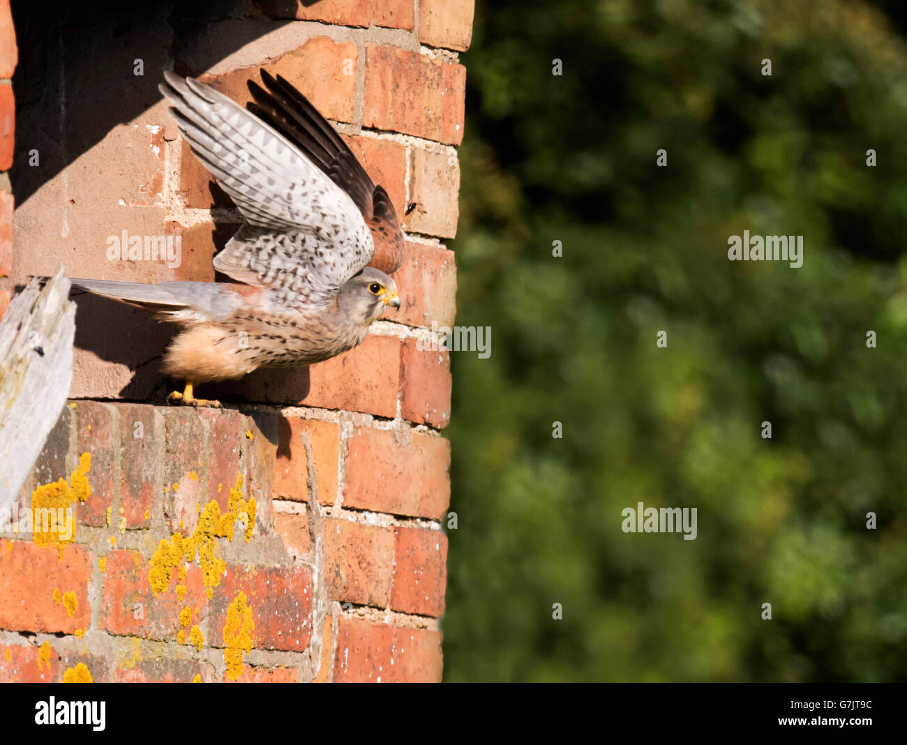 Wild male Kestrel (Falco tinnunculus) taking off from outside nest site, Warwickshire Stock Photo