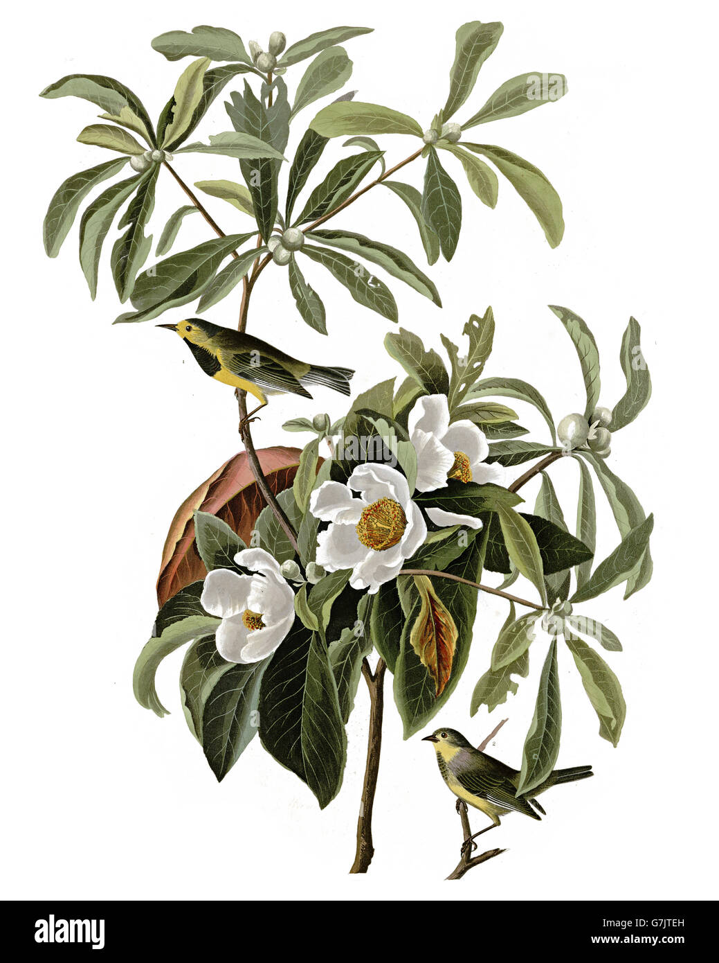 Bachman s Warbler, Vermivora bachmanii, birds, 1827 - 1838 Stock Photo
