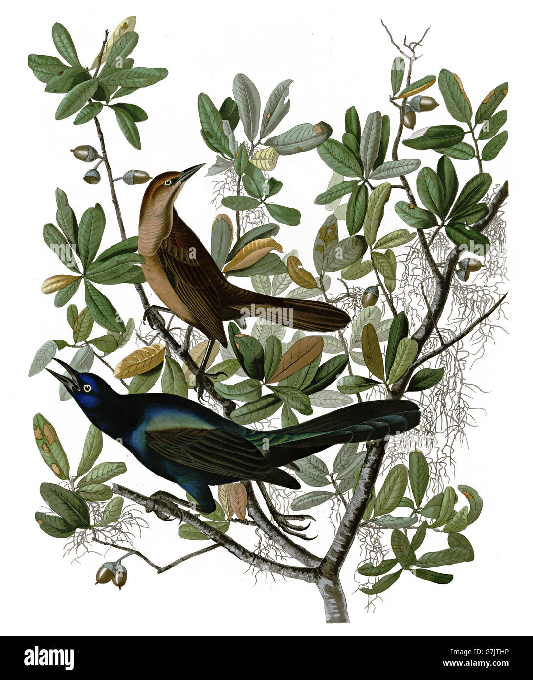 Boat-tailed Grackle, Quiscalus major, birds, 1827 - 1838 Stock Photo