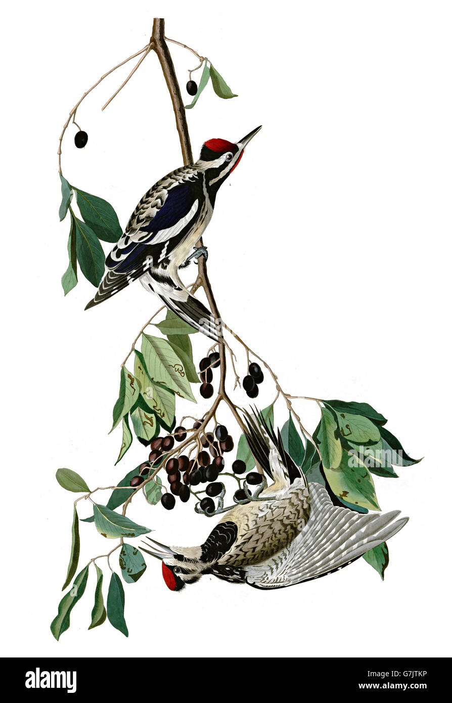 Yello-bellied Sapsucker, Sphyrapicus varius, birds, 1827 - 1838 Stock Photo