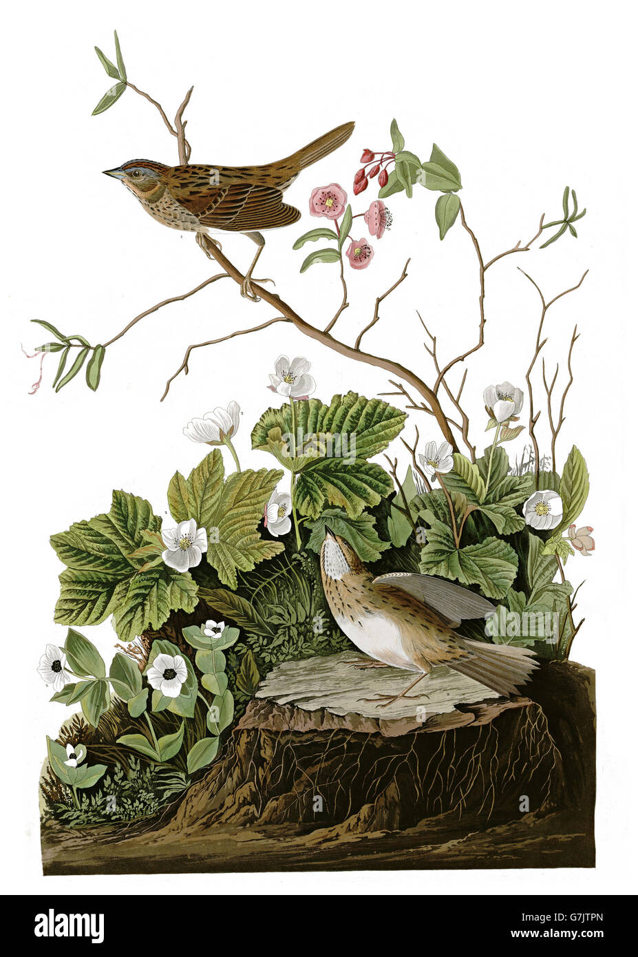 Lincoln s Sparrow, Melospiza lincolnii, birds, 1827 - 1838 Stock Photo