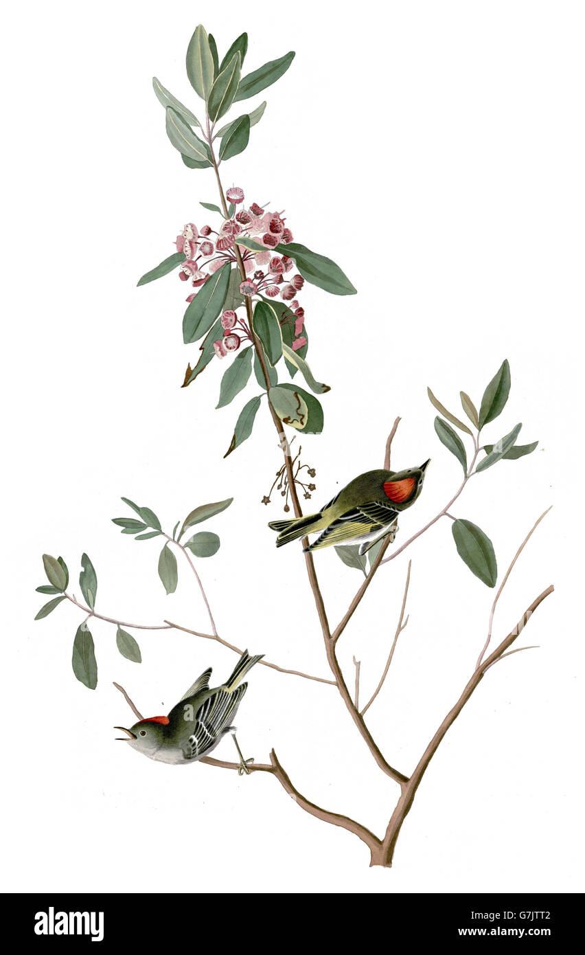 Ruby-crowned Kinglet, Regulus calendula, birds, 1827 - 1838 Stock Photo
