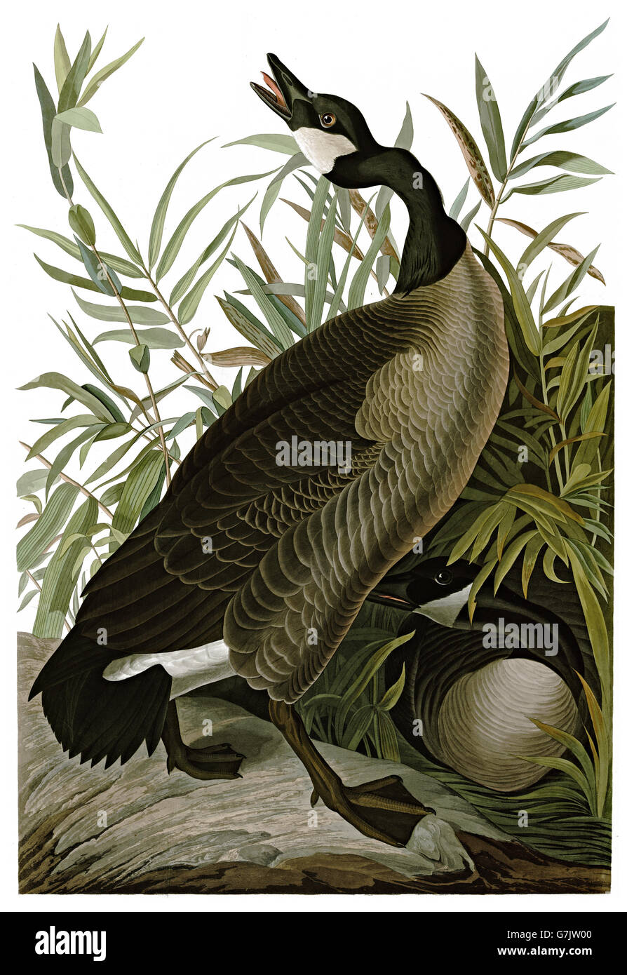 Canada Goose, Branta canadensis, birds, 1827 - 1838 Stock Photo