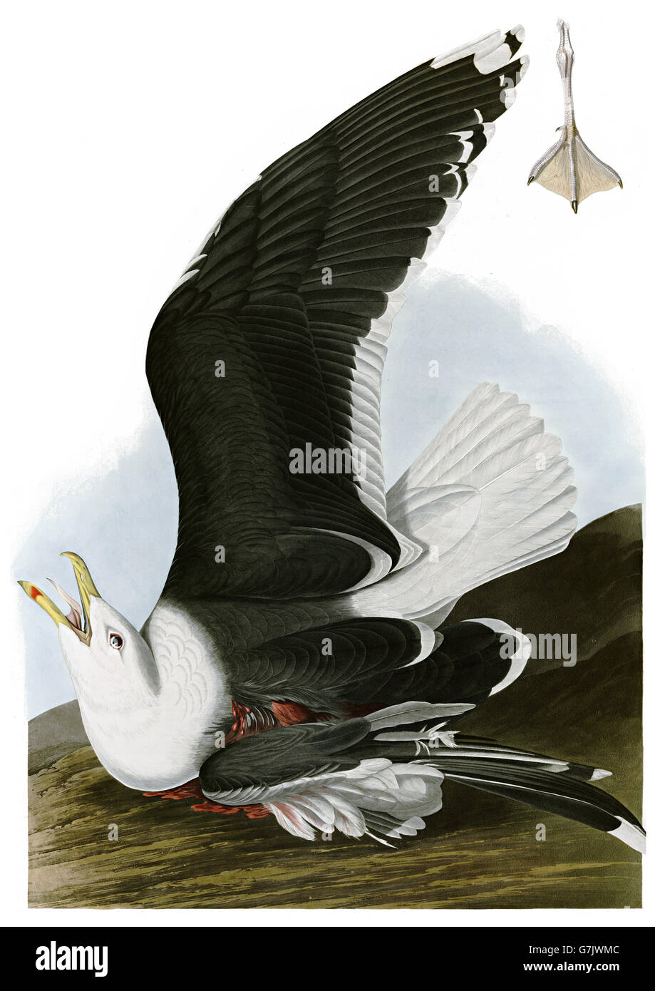 Great Black-backed Gull, Larus marinus, birds, 1827 - 1838 Stock Photo