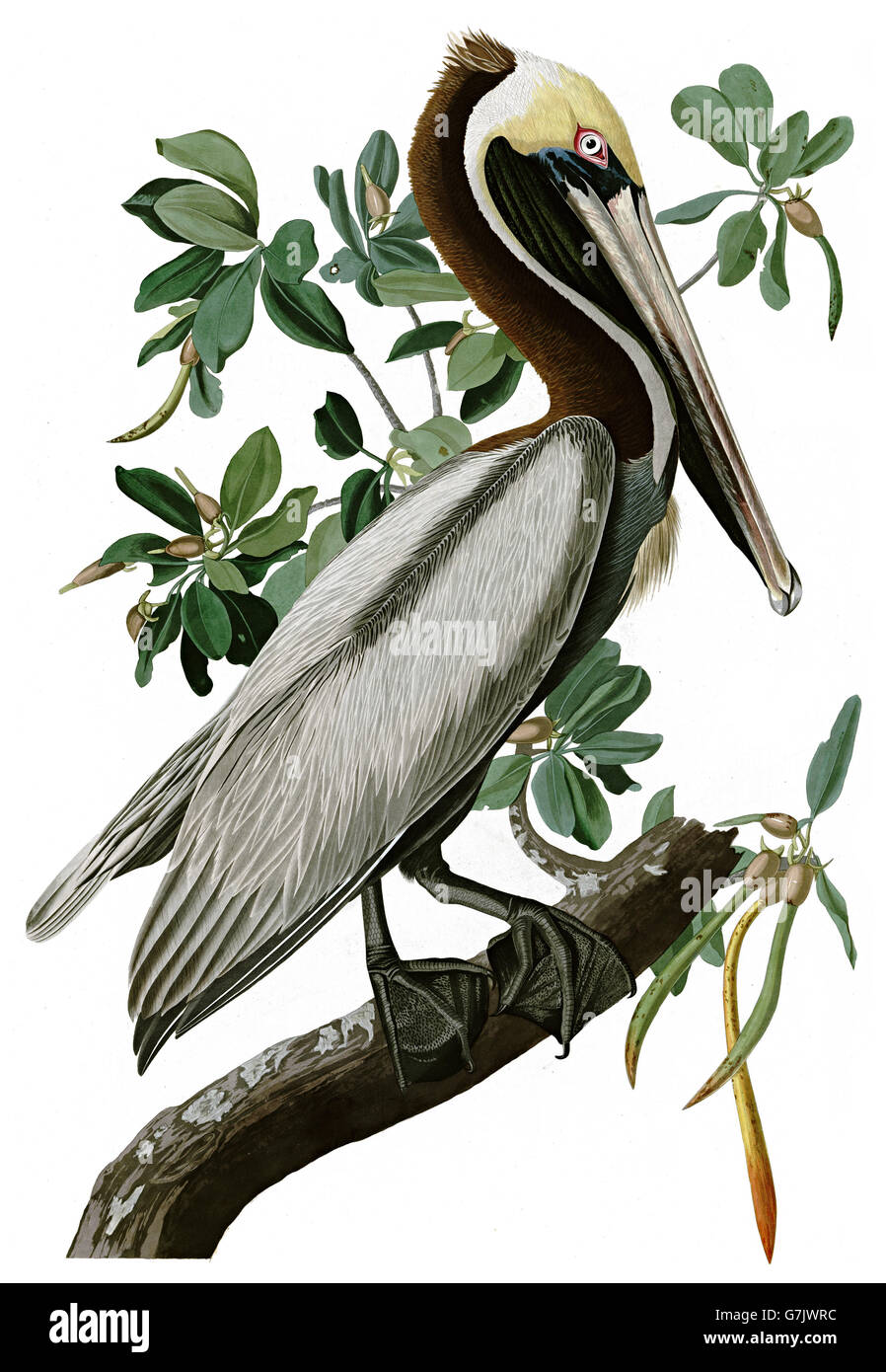 Brown Pelican, Pelecanus occidentalis, birds, 1827 - 1838 Stock Photo