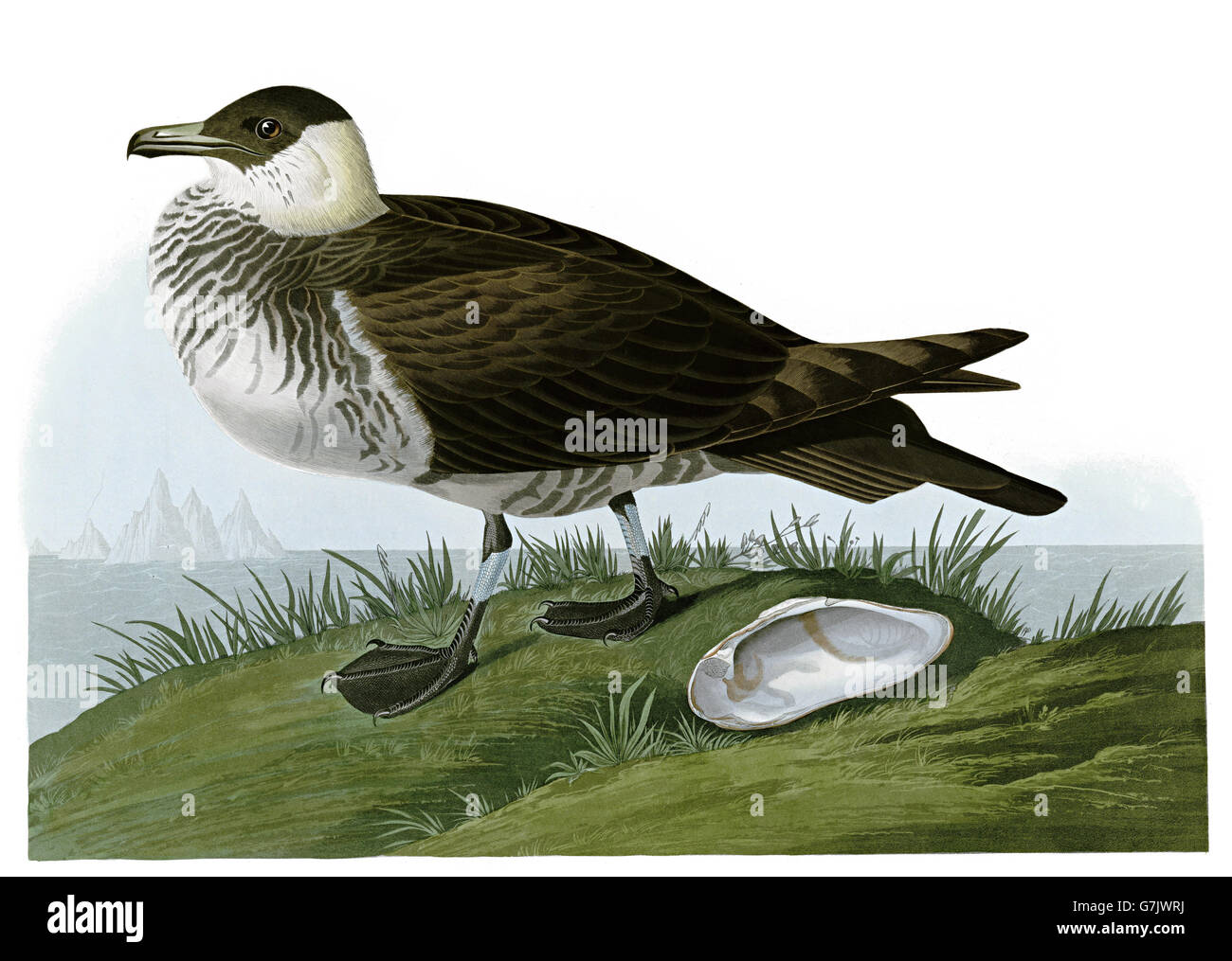 Pomarine Jaeger, Stercorarius pomarinus, birds, 1827 - 1838 Stock Photo