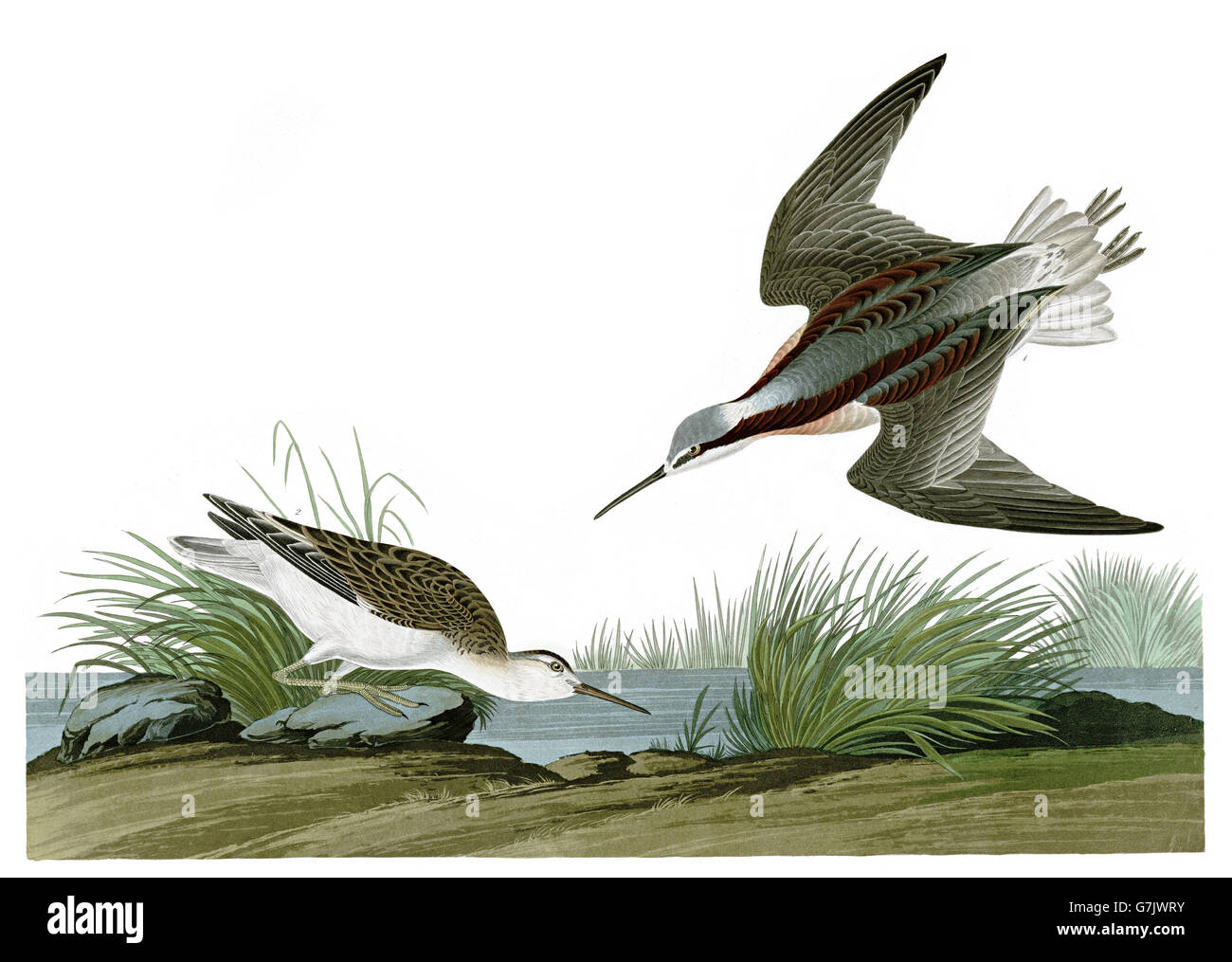 Wilson s Phalarope, Steganopus tricolor, birds, 1827 - 1838 Stock Photo
