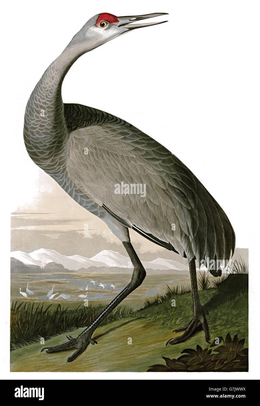 Sandhill Crane, Grus canadensis, birds, 1827 - 1838 Stock Photo