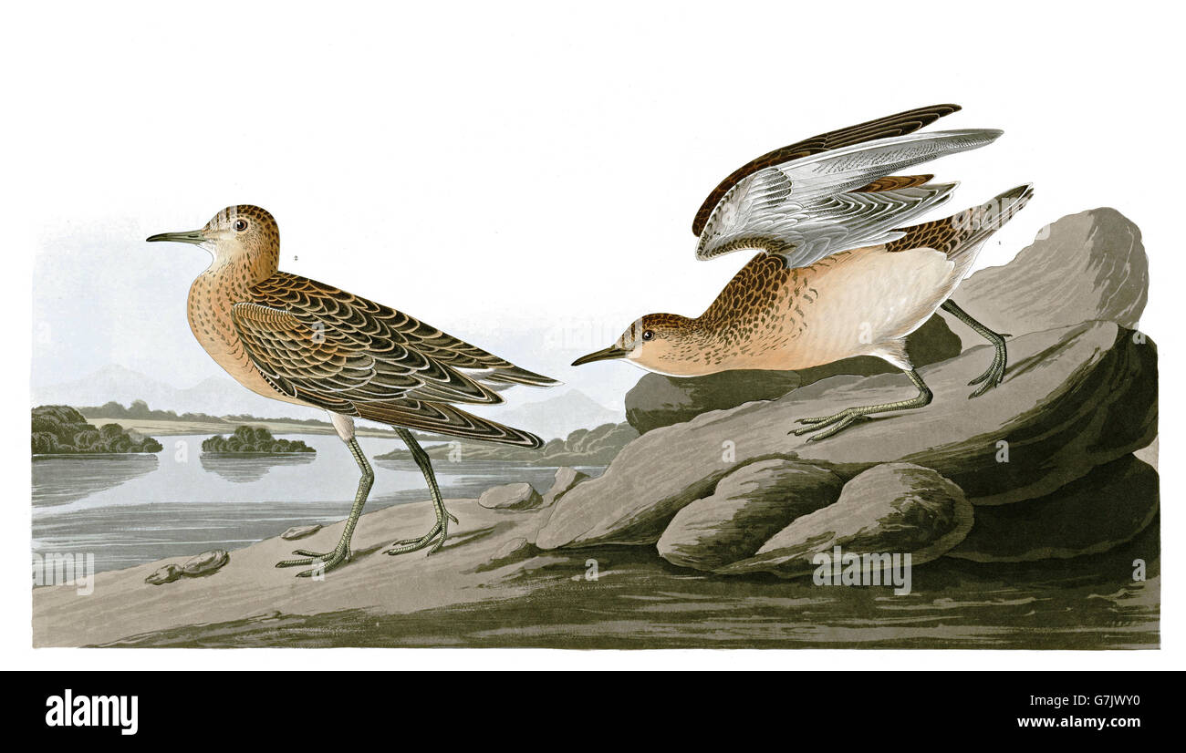 Buff-breasted Sandpiper, Tryngites subruficollis, birds, 1827 - 1838 Stock Photo